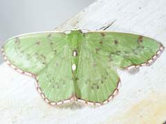 Lissochlora