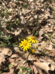 Packera obovata