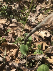 Packera obovata