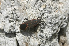 Boisea rubrolineata