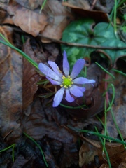 Anemonoides caucasica