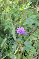 Malva sylvestris