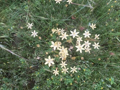 Triteleia ixioides scabra