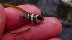 Batillaria attramentaria