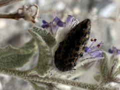 Acmaeodera acuta
