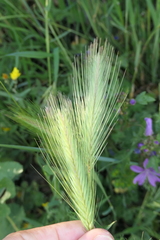 Hordeum murinum