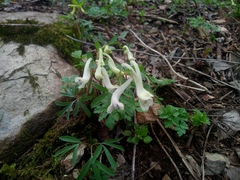 Corydalis angustifolia