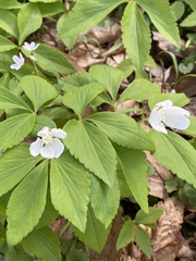 Anemonoides lancifolia