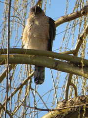 Accipiter cooperii
