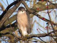 Accipiter cooperii