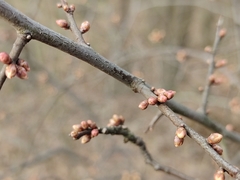 Prunus spinosa