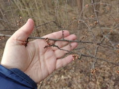 Prunus spinosa