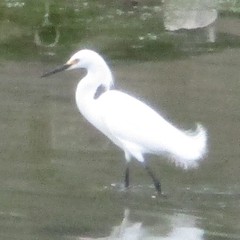 Egretta thula