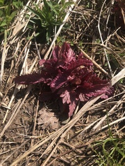 Dasistoma macrophylla
