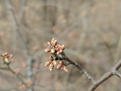 Prunus spinosa