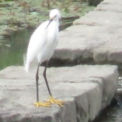Egretta thula
