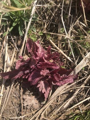 Dasistoma macrophylla