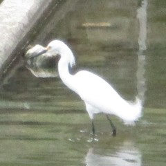 Egretta thula