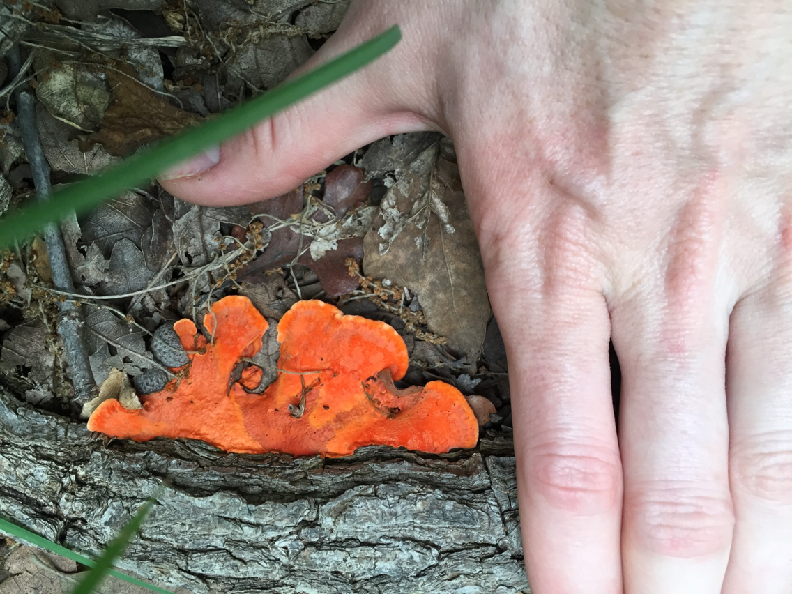Pycnoporus sanguineus image