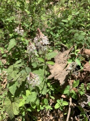 Tiarella nautila