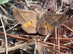 Metarranthis obfirmaria
