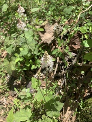 Tiarella nautila