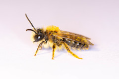 Andrena gravida
