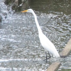 Ardea alba
