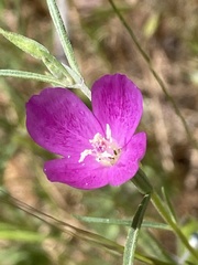 Clarkia affinis
