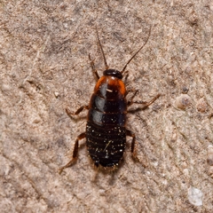 Loboptera