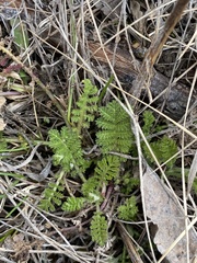 Achillea nobilis