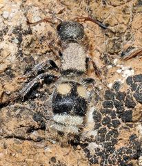 Bidecoloratilla iberica