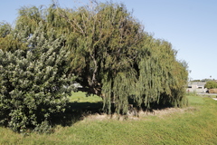 Salix babylonica babylonica