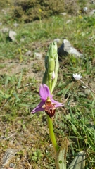 Ophrys heldreichii