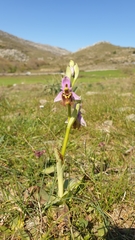 Ophrys heldreichii