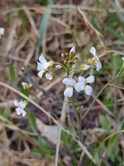 Arabidopsis arenosa