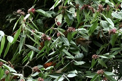 Cavendishia pubescens