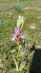 Ophrys heldreichii