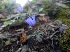 Anemonoides caucasica