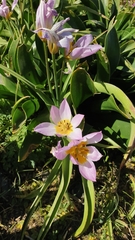 Tulipa saxatilis