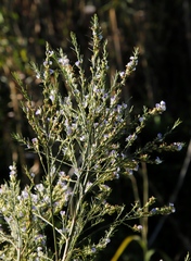 Psoralea filifolia