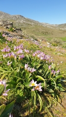 Tulipa saxatilis