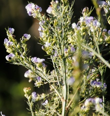 Psoralea filifolia