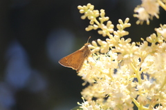 Atalopedes campestris huron