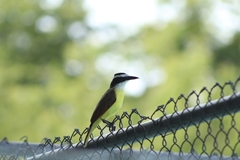 Pitangus sulphuratus