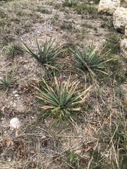 Yucca pallida