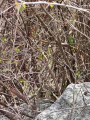 Diploderma zhaoermii