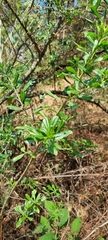 Baccharis heterophylla