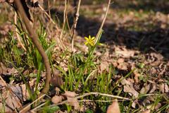 Gagea lutea