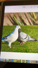 Columba livia domestica